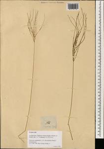 Digitaria setigera Roth, Зарубежная Азия (ASIA) (Филиппины)