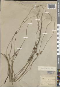 Ситник искривленный L., Кавказ, Северная Осетия, Ингушетия и Чечня (K1c) (Россия)