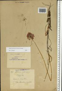 Лук меловой N.Friesen & Seregin, Восточная Европа, Восточный район (E10) (Россия)