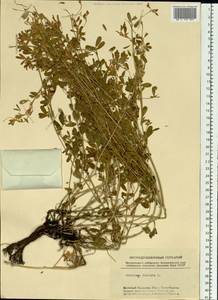 Люцерна серповидная L., Сибирь, Западный (Казахстанский) Алтай (S2a) (Казахстан)