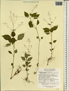 Circaea alpina subsp. angustifolia (Hand.-Mazz.) Boufford, Зарубежная Азия (ASIA) (КНР)