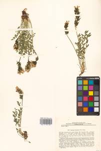 Остролодочник белоцветковый (Pall.) Pers., Сибирь, Чукотка и Камчатка (S7) (Россия)