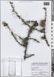 Лиственница сибирская Ledeb., Сибирь, Центральная Сибирь (S3) (Россия)