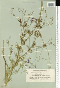 Delphinium consolida subsp. consolida, Восточная Европа, Нижневолжский район (E9) (Россия)