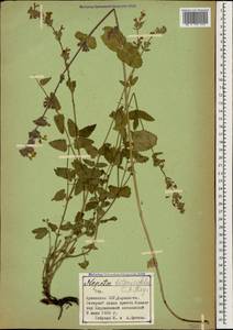 Котовник буквицевидный, Кавказ, Армения (K5) (Армения)