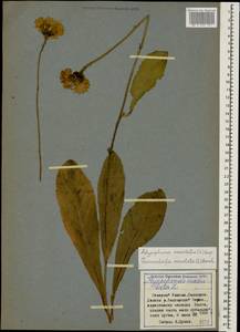 Trommsdorffia maculata (L.) Bernh., Кавказ, Ставропольский край, Карачаево-Черкесия, Кабардино-Балкария (K1b) (Россия)