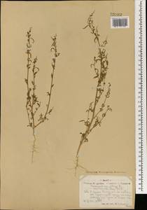 Марь белая L., Монголия (MONG) (Монголия)