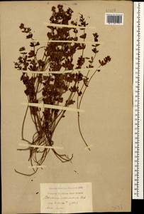 Lotus herbaceus (Vill.) Jauzein, Кавказ, Черноморское побережье (от Новороссийска до Адлера) (K3) (Россия)