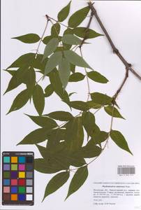 Бархат амурский Rupr., Восточная Европа, Московская область и Москва (E4a) (Россия)