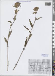 Tracheophyta, Сибирь, Якутия (S5) (Россия)