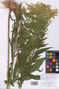 Золотарник канадский L., Восточная Европа, Московская область и Москва (E4a) (Россия)