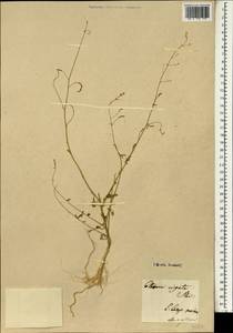 Cleome steveniana Schultes & Schultes fil., Зарубежная Азия (ASIA) (Иран)