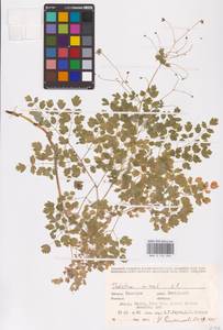 Bасилисник малый L., Восточная Европа, Восточный район (E10) (Россия)