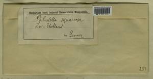 Paludella squarrosa (Hedw.) Brid., Гербарий мохообразных, Мхи - Прибалтика (B1) (Неизвестно)
