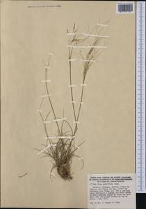 Stipellula parviflora (Desf.) Röser & Hamasha, Западная Европа (EUR) (Испания)
