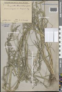 Полевичка чилианская (All.) Vignolo ex Janch., Средняя Азия и Казахстан, Сырдарьинские пустыни и Кызылкумы (M7) (Узбекистан)