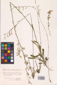 Смолевка зеленоцветковая (Willd.) Ehrh., Восточная Европа, Восточный район (E10) (Россия)