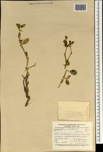 Zygophyllum rosovii var. latifolium (Schrenk) Popov, Монголия (MONG) (Монголия)