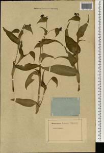 Heteranthera dubia (Jacq.) MacMill., Зарубежная Азия (ASIA)