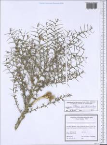 Alhagi graecorum Boiss., Зарубежная Азия (ASIA) (Иран)