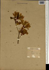 Rhododendron mucronatum (Blume) G. Don, Зарубежная Азия (ASIA) (Неизвестно)