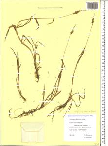 Многобородник опадающецветковый Nees ex Steud., Кавказ, Черноморское побережье (от Новороссийска до Адлера) (K3) (Россия)