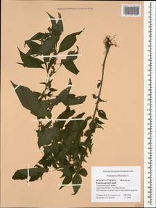 Постенница лекарственная L., Кавказ, Черноморское побережье (от Новороссийска до Адлера) (K3) (Россия)