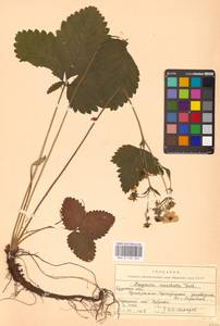 Земляника мускусная Duchesne, Восточная Европа, Центральный лесостепной район (E6) (Россия)