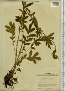 Лапчатка длиннолистная Willd., Сибирь, Западная Сибирь (S1) (Россия)