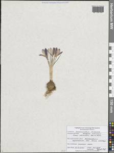 Шафран сетчатый Steven ex Adams, Восточная Европа, Центральный лесостепной район (E6) (Россия)