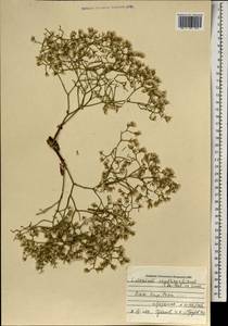 Кермек золотистый (L.) Chaz., Монголия (MONG) (Монголия)