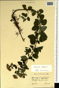 Душица обыкновенная L., Крым (KRYM) (Россия)