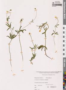 Лютик однолистный Ovcz., Сибирь, Чукотка и Камчатка (S7) (Россия)