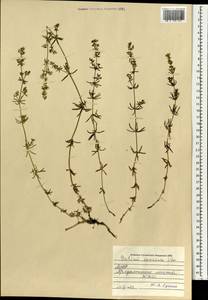 Подмаренник саурский Litv., Монголия (MONG) (Монголия)