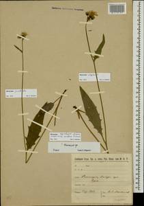 Hieracium lachenalii subsp. deductum (Sudre) Greuter, Восточная Европа, Северо-Западный район (E2) (Россия)