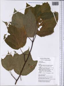 Acer pensylvanicum L., Америка (AMER) (США)