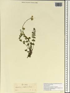 Semenovia torilifolia (H.Boissieu) Pimenov, Зарубежная Азия (ASIA) (КНР)