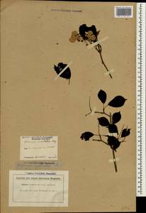 Hydrangea serrata var. yesoensis (Koidz.) Ohba, Зарубежная Азия (ASIA) (Япония)