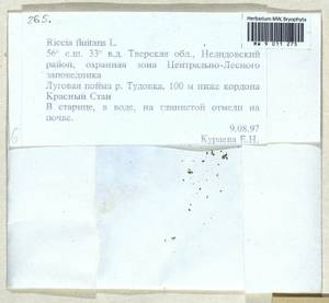 Riccia fluitans L., Гербарий мохообразных, Мхи - Центральное Нечерноземье (B6) (Россия)