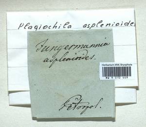 Plagiochila asplenioides (L.) Dumort., Гербарий мохообразных, Мхи - Карелия, Ленинградская и Мурманская области (B4) (Россия)