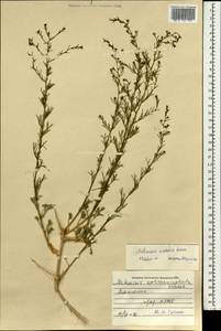 Полынь ордосская Krasch., Монголия (MONG) (Монголия)