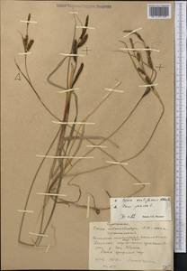 Осока заостренная Ehrh., Средняя Азия и Казахстан, Западный Тянь-Шань и Каратау (M3) (Киргизия)