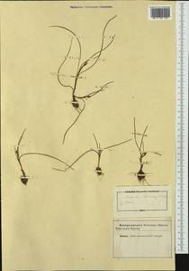 Romulea columnae Sebast. & Mauri, Западная Европа (EUR) (Неизвестно)