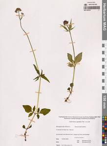 Валериана головчатая Link, Сибирь, Чукотка и Камчатка (S7) (Россия)