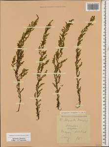 Полынь веничная, Полынь метельчатая Waldst. & Kit., Кавказ, Армения (K5) (Армения)