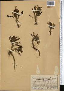 Pedicularis karatavica Pavlov, Средняя Азия и Казахстан, Западный Тянь-Шань и Каратау (M3) (Казахстан)