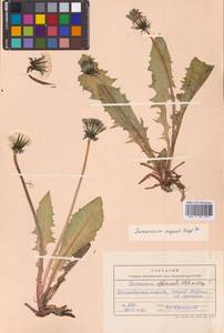 Одуванчик лекарственный Weber ex F.H.Wigg., Сибирь, Чукотка и Камчатка (S7) (Россия)