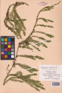 Spinulum annotinum subsp. annotinum, Восточная Европа, Центральный район (E4) (Россия)