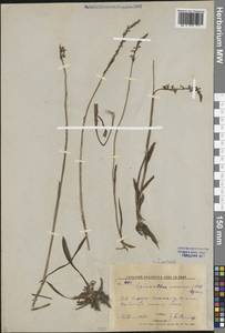 Spiranthes australis (R.Br.) Lindl., Сибирь, Дальний Восток (S6) (Россия)