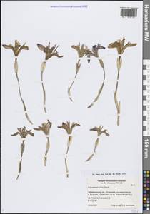 Ирис русский, Касатик русский Ker Gawl., Сибирь, Прибайкалье и Забайкалье (S4) (Россия)